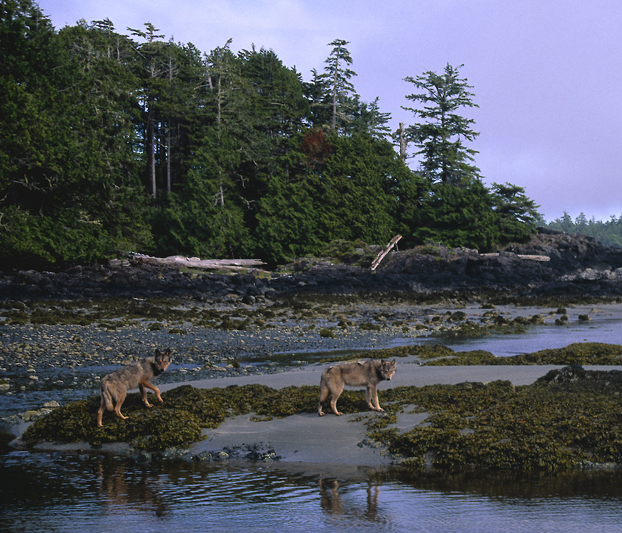 The Secret Coast by Jacqueline Windh